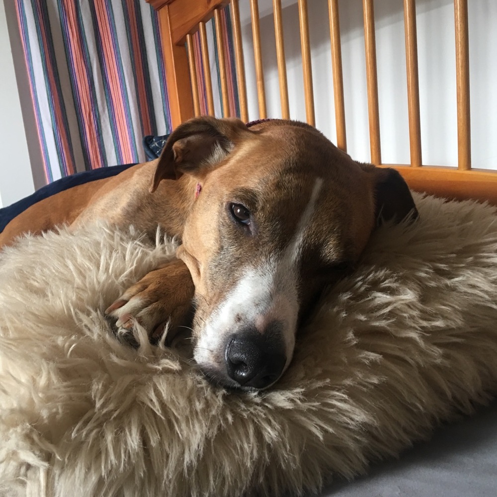 Meet your Posher, Morgan